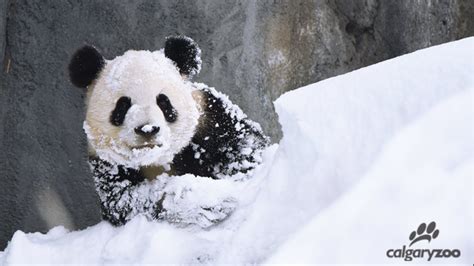 Pandas Puppies Enjoying Early Calgary Snowstorm While Residents Groan