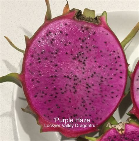 Buy Purple Haze Dragon Fruit Vine Pitaya Hylocereus Undatus