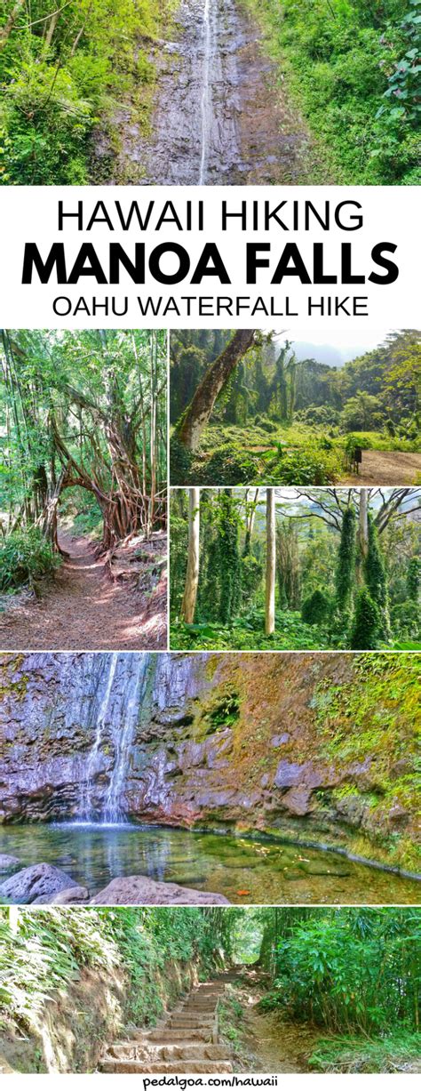 If you know where to go, most hikes can be done without a guide. Manoa Falls Trail :: Best waterfall hikes on Oahu ...
