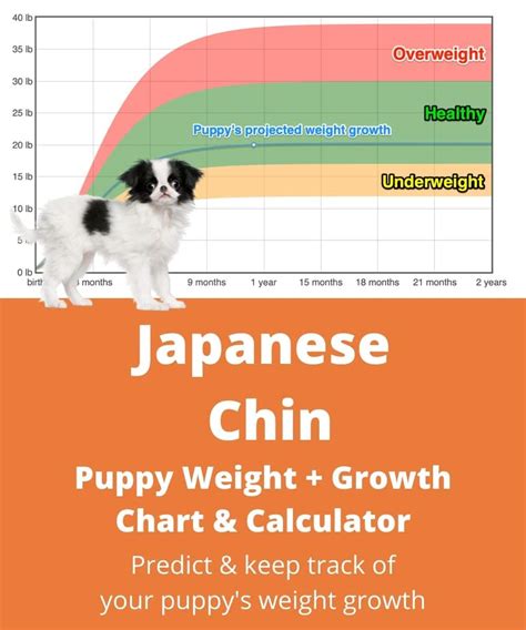 Japanese Chin Weightgrowth Chart 2024 How Heavy Will My Japanese