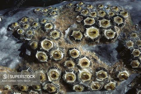 Gray Whale Eschrichtius Robustus Skin With Barnacles And Sea Lice