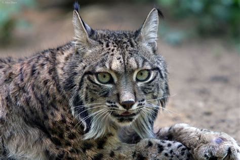 Iberian Lynx Animals World