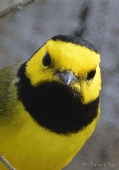 Backyard Birding In Merida Yucatan And Beyond Angry Birds The