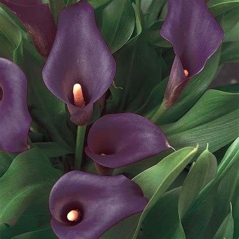 In Purple Calla Lily Plant The Home Depot