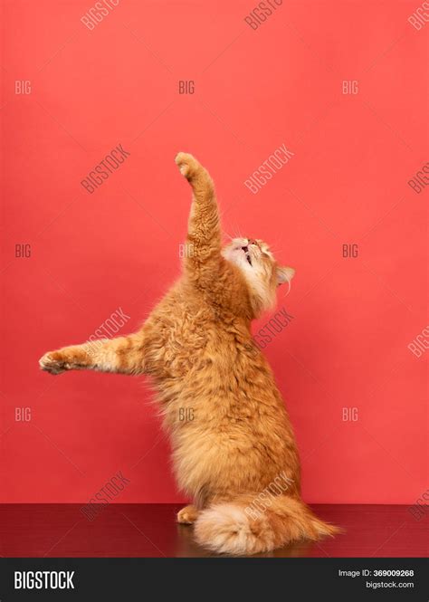 Adult Red Cat Jumps Image And Photo Free Trial Bigstock
