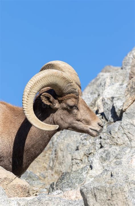 Desert Bighorn Sheep Ram Side Portrait Stock Image Image Of Wild
