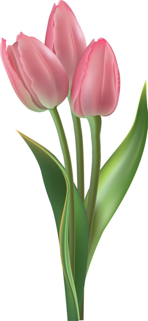 Vase Clipart Tulip Png Vase Tulip Png Transparent Free For Download On