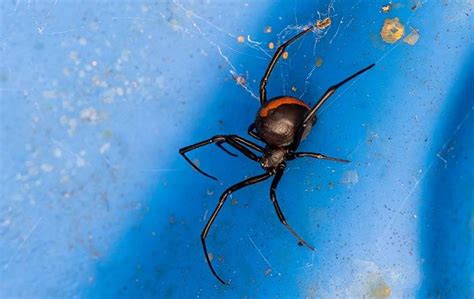 Pest Spotlight Keeping Black Widow Spiders Out Of Your Mckinney Home