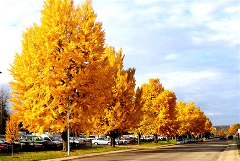 Golden Autumn Wallpapers High Quality Download Free