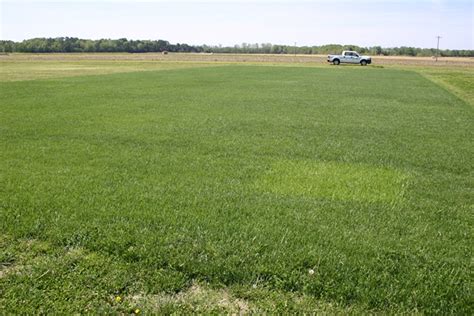 Winter Dormancy On Tall Fescue Mississippi State University Turfgrass