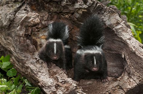 Splendid Facts About Skunks You Might Not Know Cottage Life