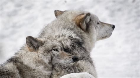 Download Wallpaper 1366x768 Wolves Couple Care Wildlife Dogs Tablet