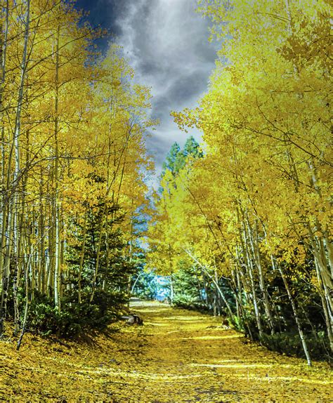 New Mexico Fall Photograph By Tony Lopez