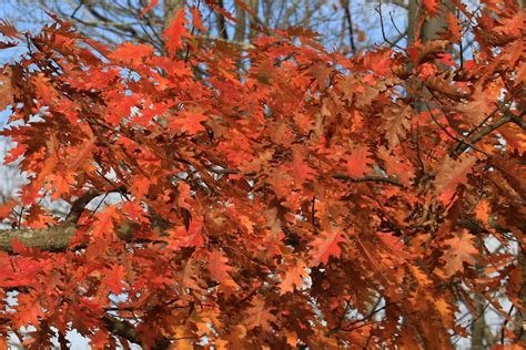 Grow Red Oak Trees For Late Fall Foliage