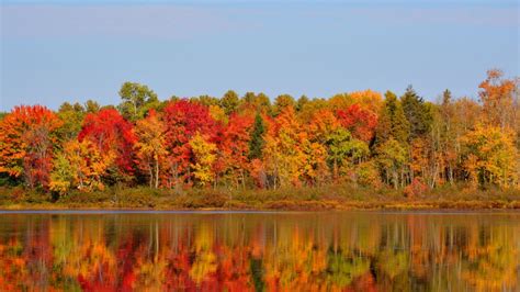 Fall Colours About To Peak In Algonquin Park Muskoka Ctv Barrie News
