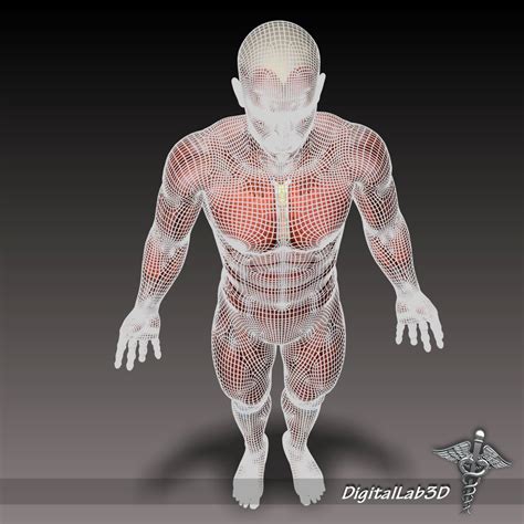 Human Male Muscular System 3d Model In Anatomy 3dexport