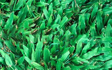 What Is The Best Grass Seed To Buy Uk - Best Grass Seed For Overseeding