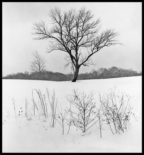 Winter Tree Black And Whiteimg670 1 By Harrietsfriend Winter Trees