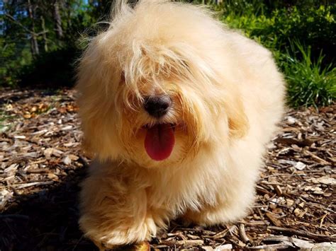 He is slightly longer than tall, with a long, untrimmed, double coat. California Bichons And Red Havanese - Havanese Puppies For ...