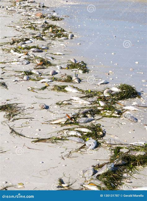 Dead Fish Washed Up From `red Tide` On A Beach Stock Image Image Of