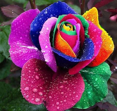Rare Holland Rainbow Rose Bush Seeds Shipping From Usa Unusual