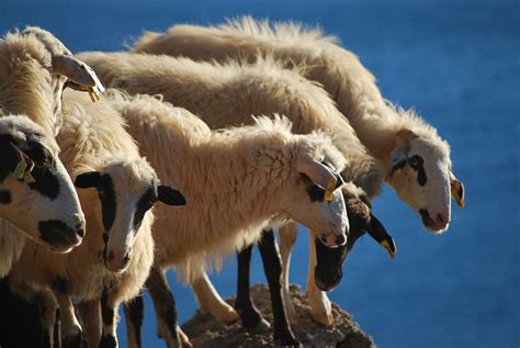 Sheep Crete Greece Herd Animal Group Of Animals Animal Themes