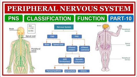 Peripheral Nervous System Pictures