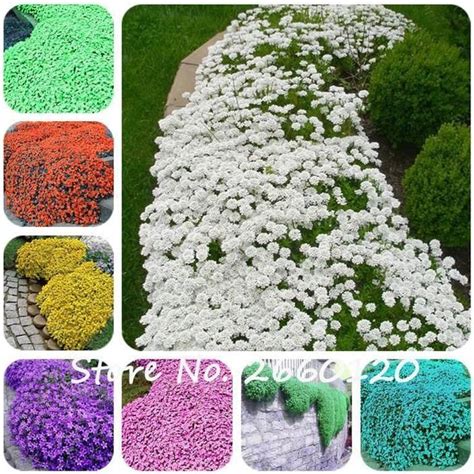 100 Pcs Colorful Rock Cress Seeds Or Creeping Thyme Seeds Perennial