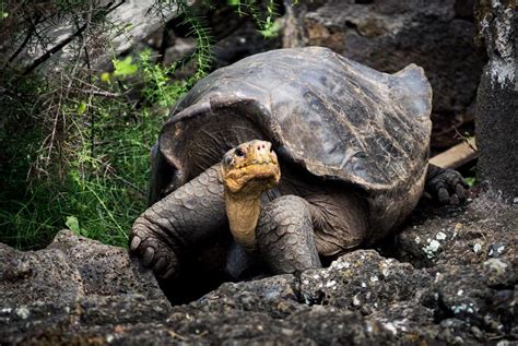 Trois jours de festivités pour la plus vieille tortue au monde qui fête