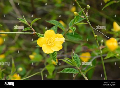Yellow Spring Flower Five Petals High Resolution Stock Photography And
