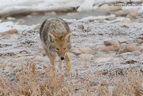Stalking Coyote Mia Mcphersons On The Wing Photography