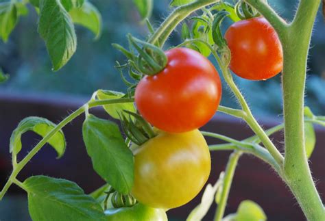 Less Is More How To Successfully Prune Tomatoes Espoma
