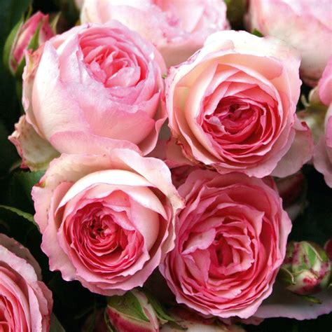 Eden Rose Kletterrosen Strauchrose Rosen Pflanzen
