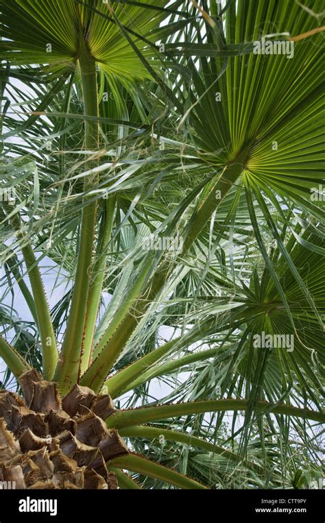 Washingtonia Filifera Palm Desert Fan Palm Green Stock Photo Alamy
