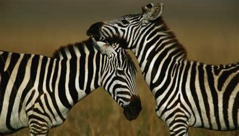 The zebras that live in zoos comparatively have a larger life span as that of those that live wildly on their own. What Places in Africa Do Zebras Live? | Animals - mom.me