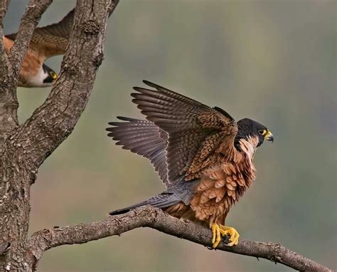 Shaheen Falcon Tamil Nadu Birds Of Prey Raptors Bird Birds