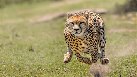Cheetahs Will Make A Comeback To India After 70 Years