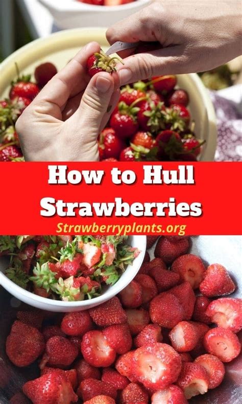 How To Hull Strawberries Strawberry Plants