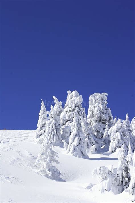 Snowy Pine Trees On Mountain Side Royalty Free Stock Photo Image 323115