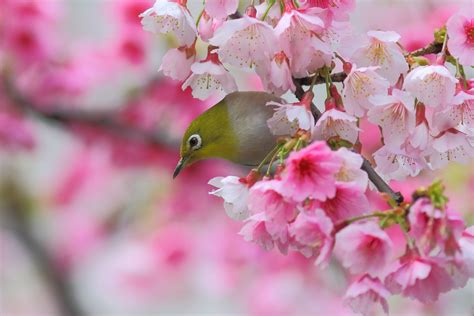 Japanese White Eye Bird Sakura Cherry Branch Blossom