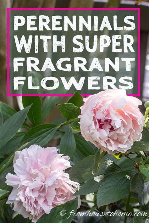 10 beautiful perennial plants with the most fragrant flowers gardening from house to home