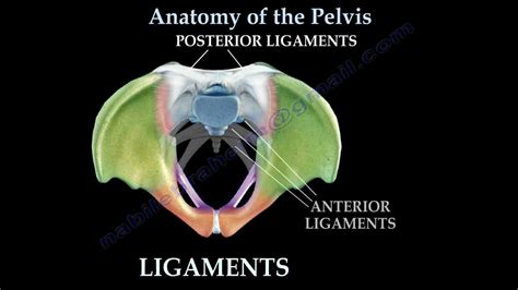 Anatomy Of The Pelvis Everything You Need To Know Dr Nabil Ebraheim Youtube