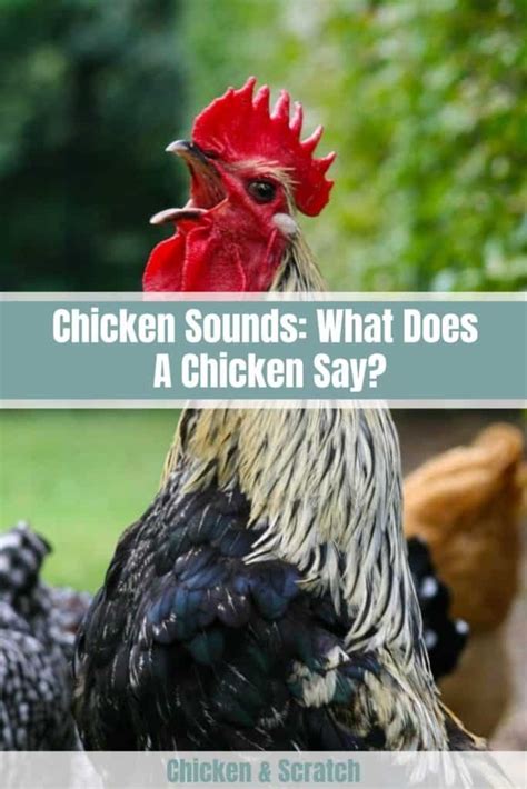 5 Most Common Chicken Sounds What Does A Chicken Say