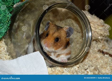 Male Syrian Hamster In His Enclosure Stock Image Image Of Nose