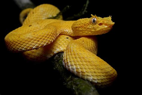 17 Facts About The Golden Lancehead Viper 2024