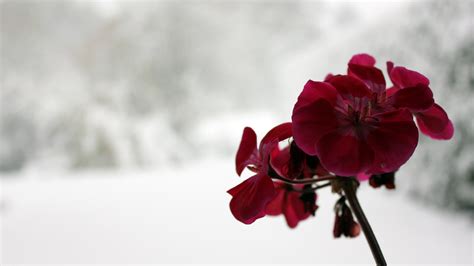 For instant colour, check out the seedlings at local nurseries. Dark red Orchid on a wonderful winter background