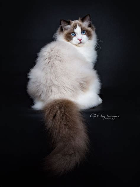 Ragdoll Catchy Images Gorgeous Cats Pretty Cats Cute Cats Funny