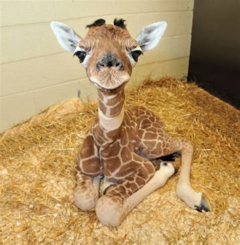 The Cutest Adorable Baby Animals
