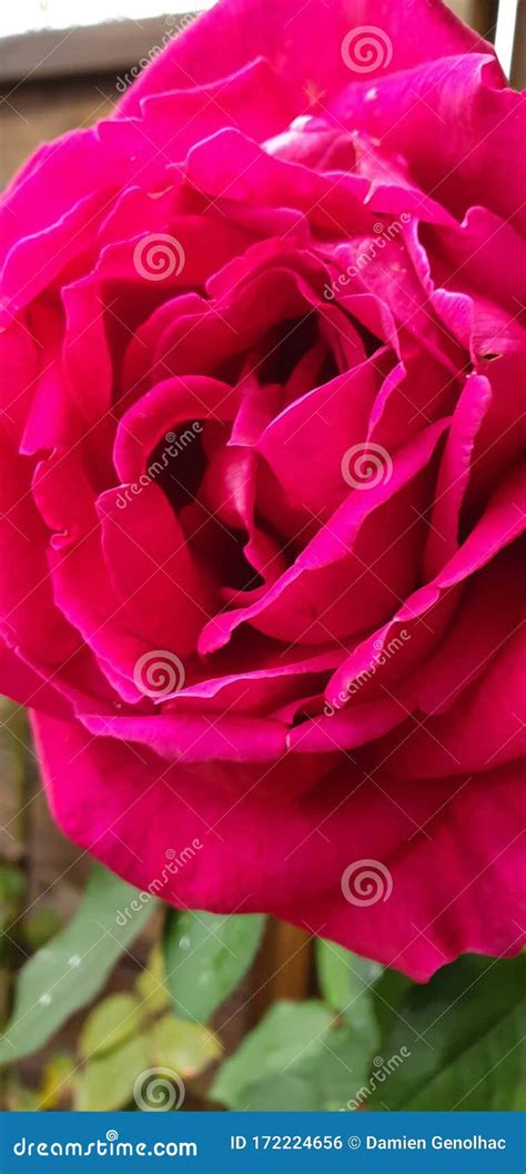 Pinky Rose Flower Love Garden Stock Photo Image Of Garden Flower