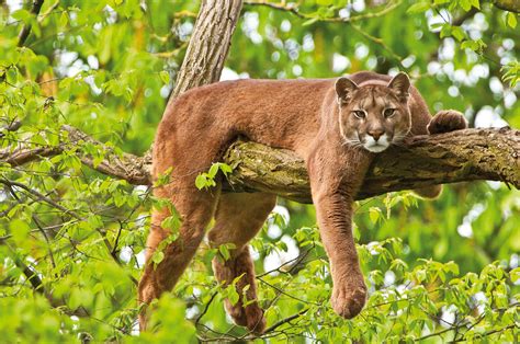 Sad Istočna Puma Službeno Izumrla Kao Vrsta